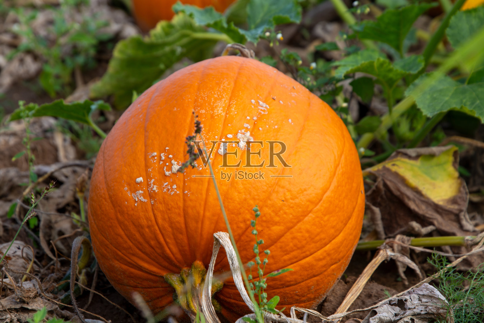 田野里南瓜的特写照片摄影图片