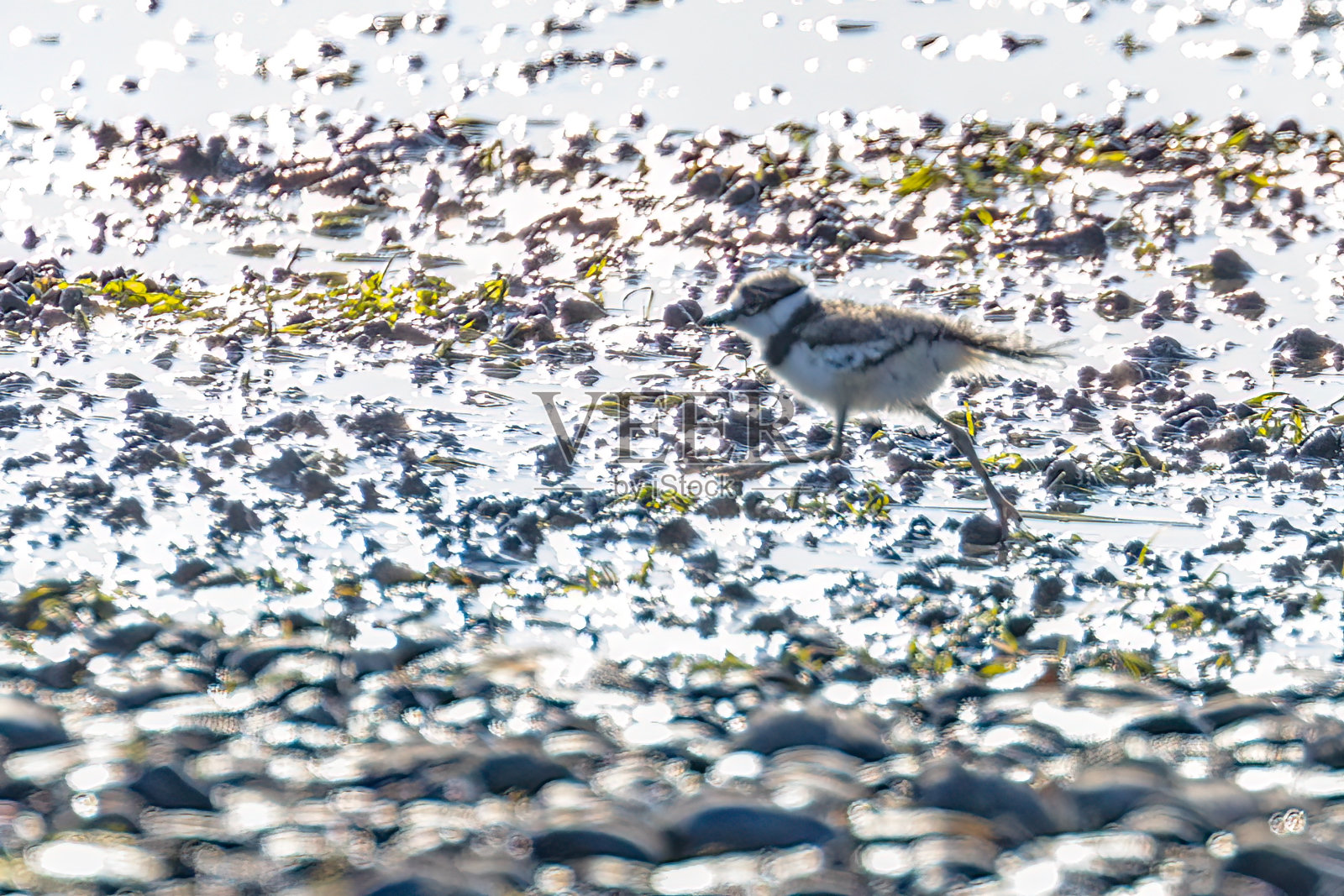 在海滩上杀鹿照片摄影图片