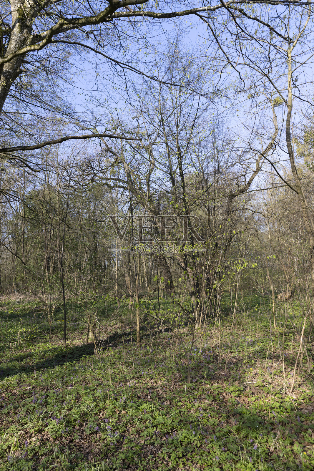 春天森林里的落叶树照片摄影图片