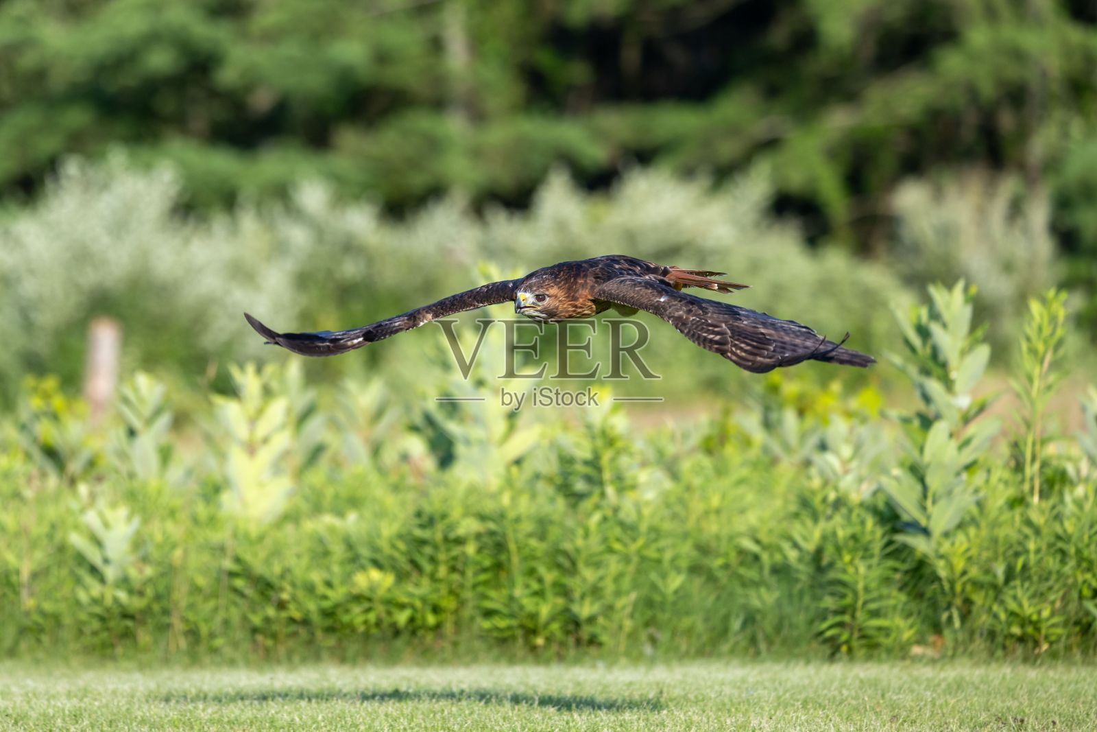 一只鸟飞过一片绿树成荫的田野照片摄影图片