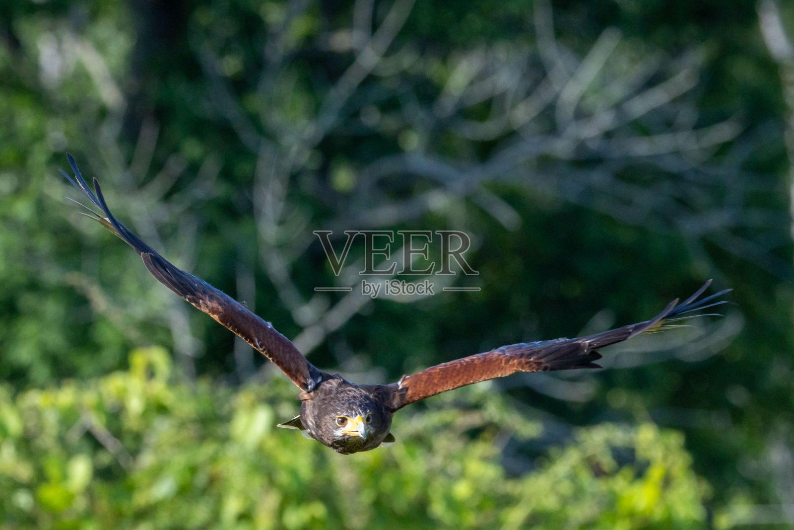 一只在天空中飞翔的鸟，后面有树照片摄影图片