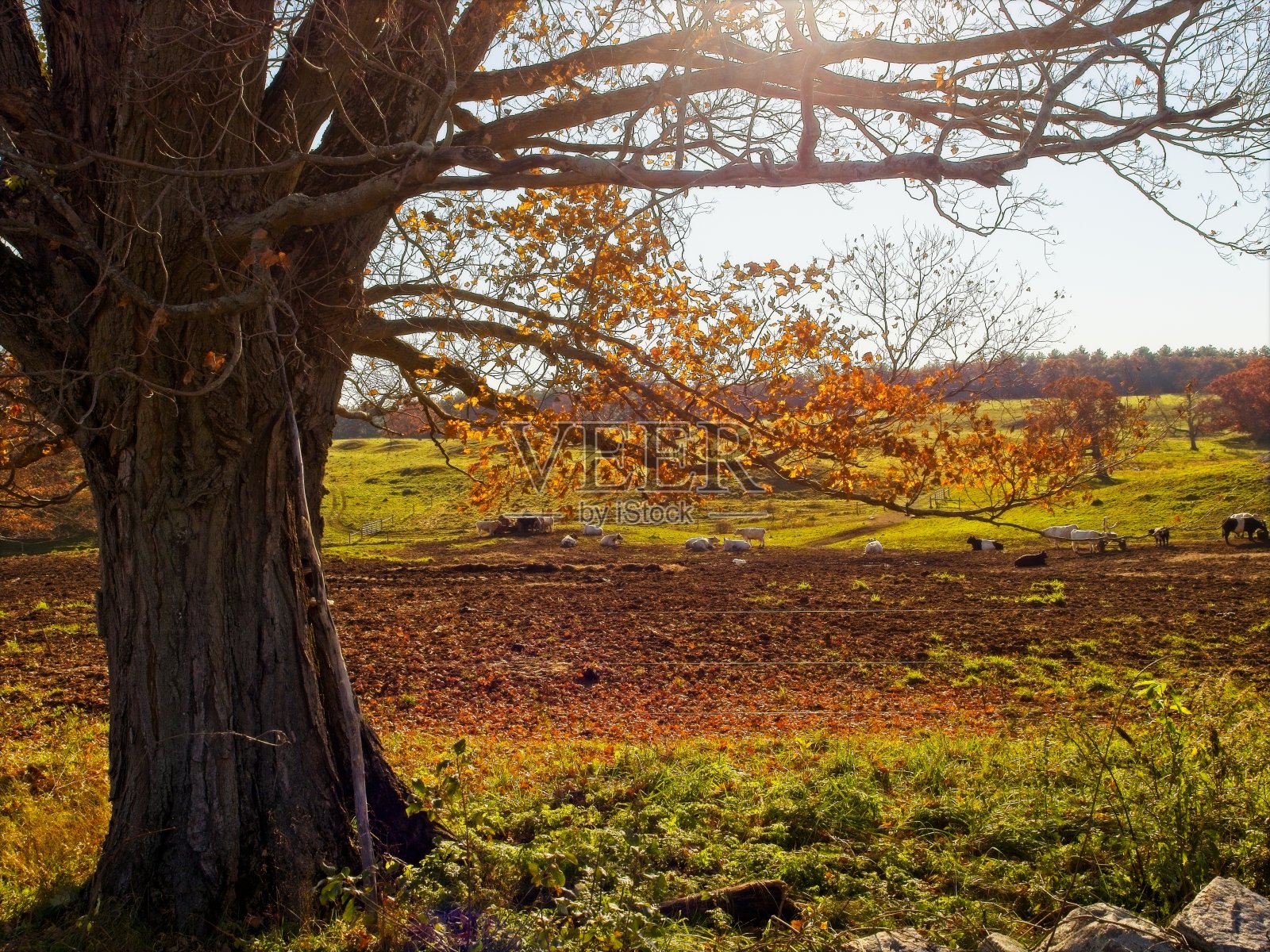 马萨诸塞州伊普斯维奇风景秀丽的阿普尔顿农场的秋天背光照片摄影图片