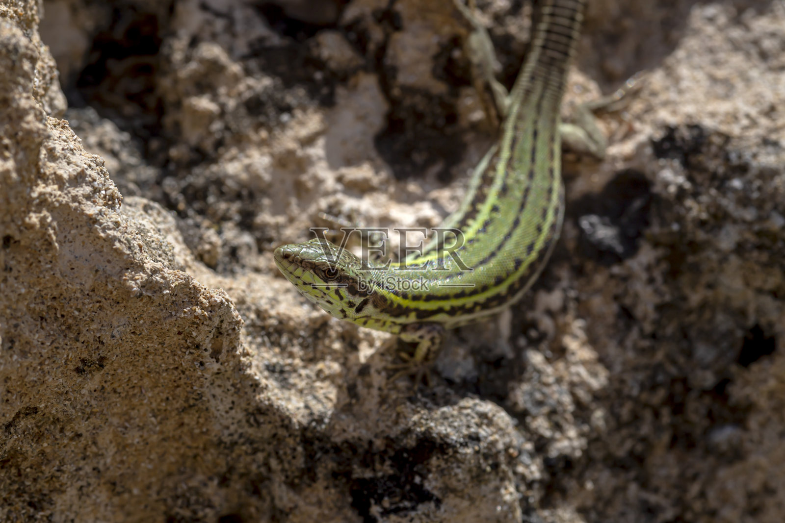 阳光明媚的日子里，埃哈德壁虎(Podarcis erhardii naxensis)坐在一块石头上照片摄影图片