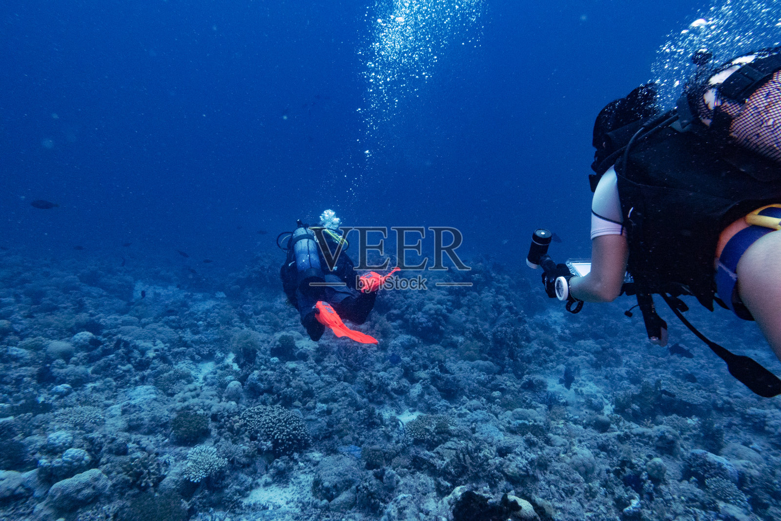 在沙特阿拉伯延布红海的女潜水员照片摄影图片