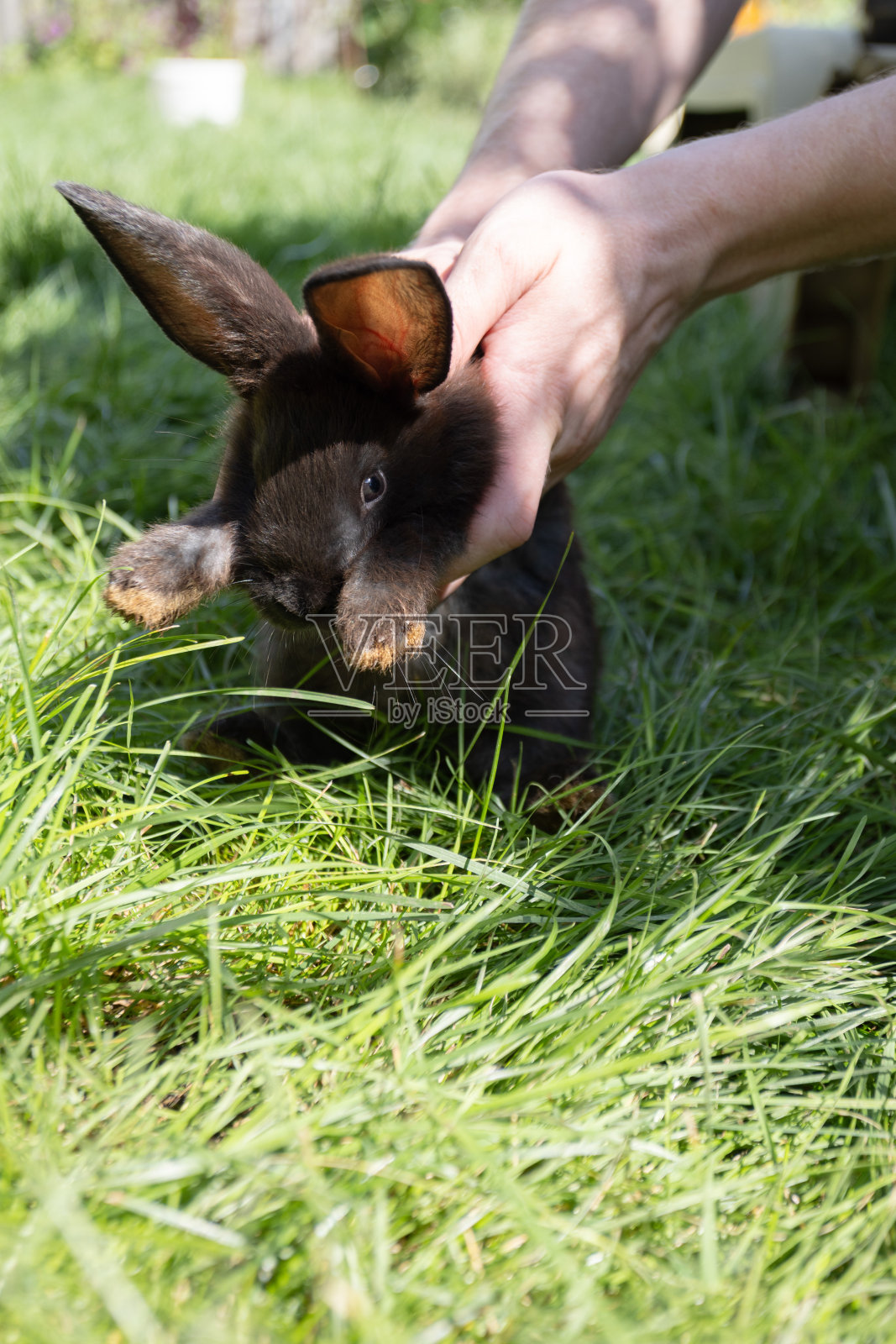 一个人把黑色的小兔子放在花园里的绿草地上。照片摄影图片