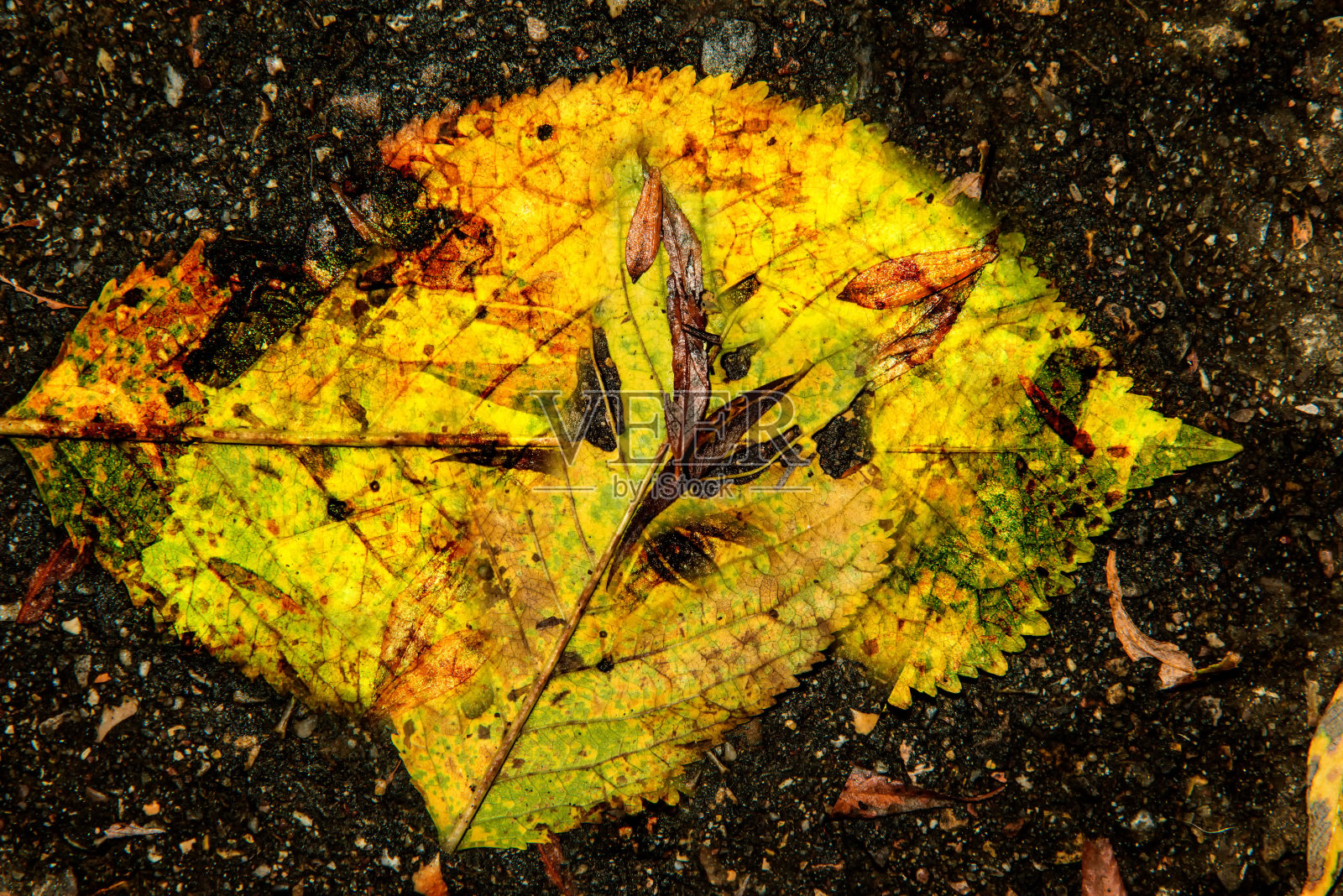 秋天的彩色山毛榉树叶在黑暗的街道地板上照片摄影图片