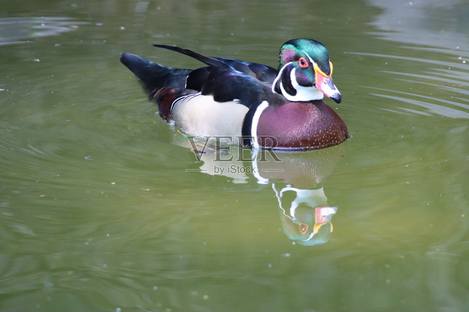 公卡罗莱纳木鸭(Aix sponsa)在湖中游泳的特写图像，彩色的彩虹色羽毛，红色的眼睛，看着相机，聚焦在前景照片摄影图片