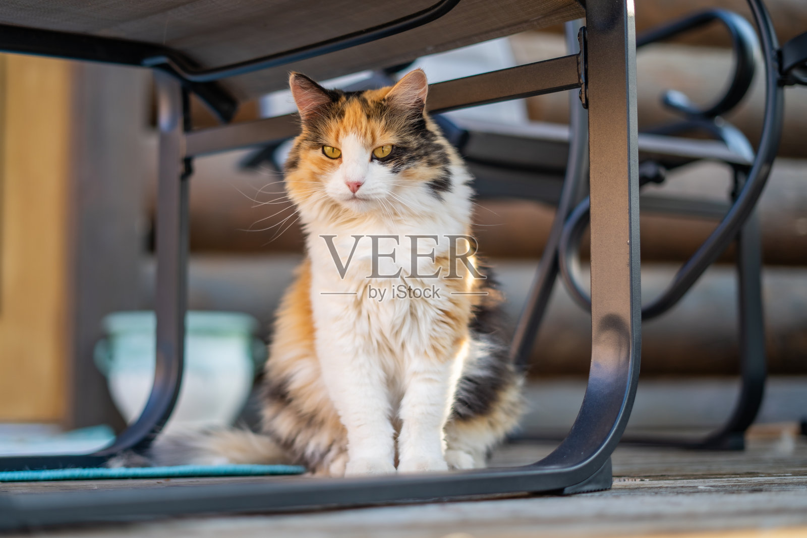 黑橙白稀有长毛毛茸茸的三色印花布猫在木门廊外面照片摄影图片