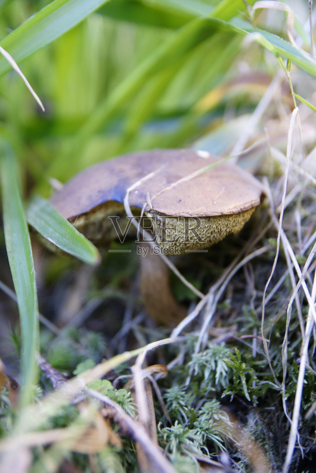 森林里的蘑菇色彩斑斓，周围是苔藓和湿气，非常模糊照片摄影图片
