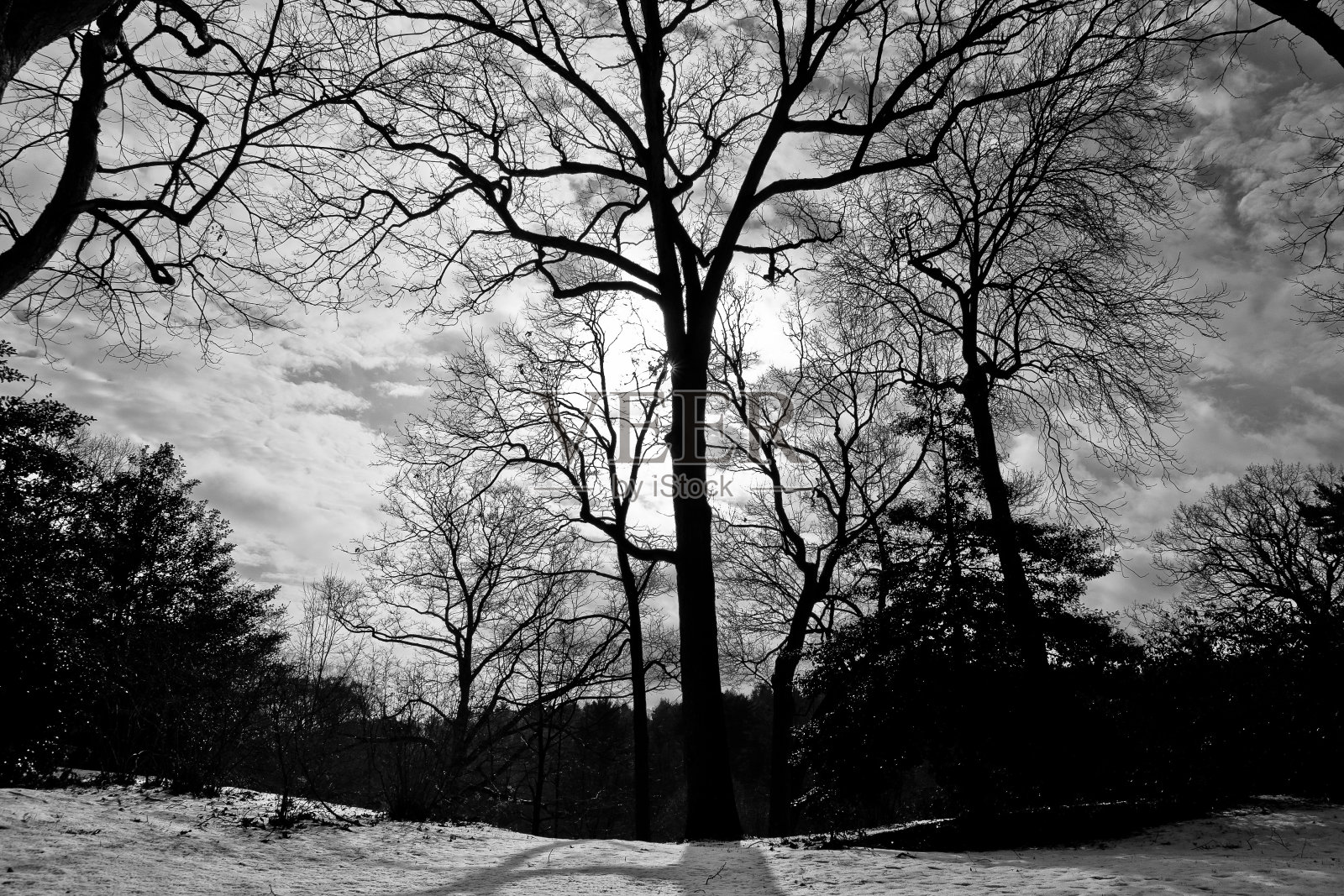 森林景观，树木之间有雪，树枝没有叶子照片摄影图片
