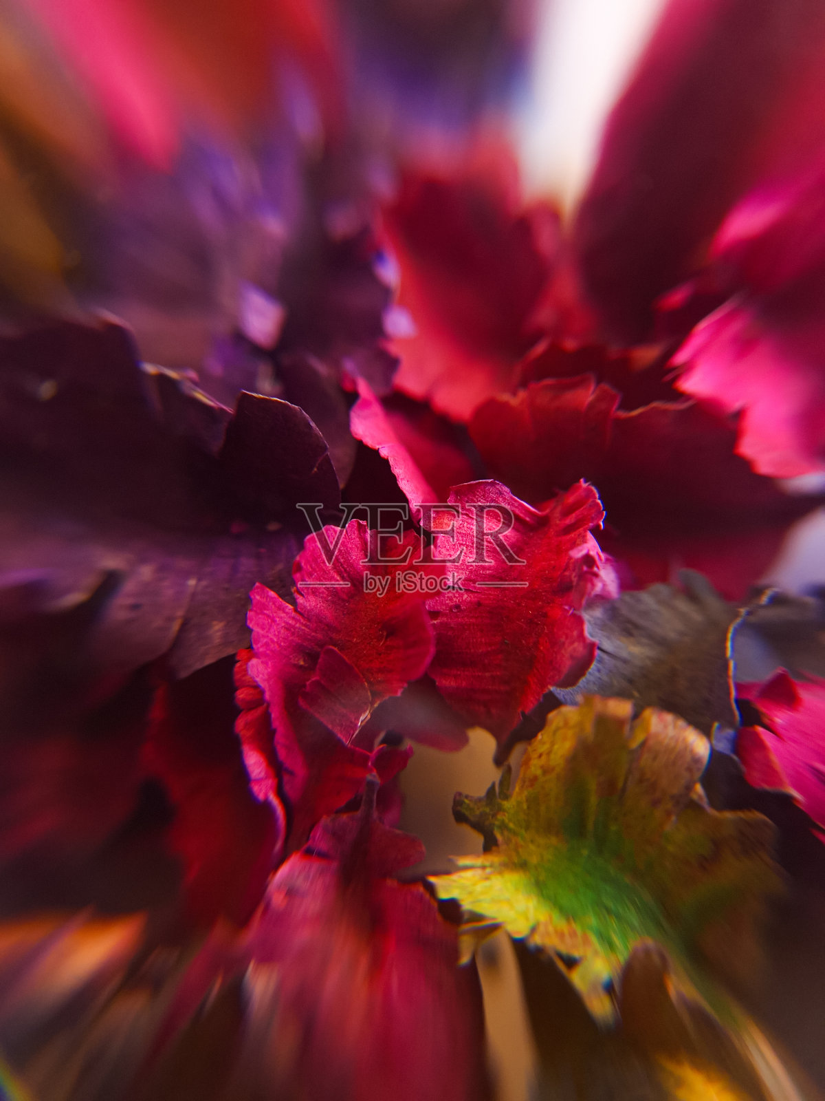 五颜六色的干花，摄影，特写，微距，曲面镜头技术，自然照片摄影图片