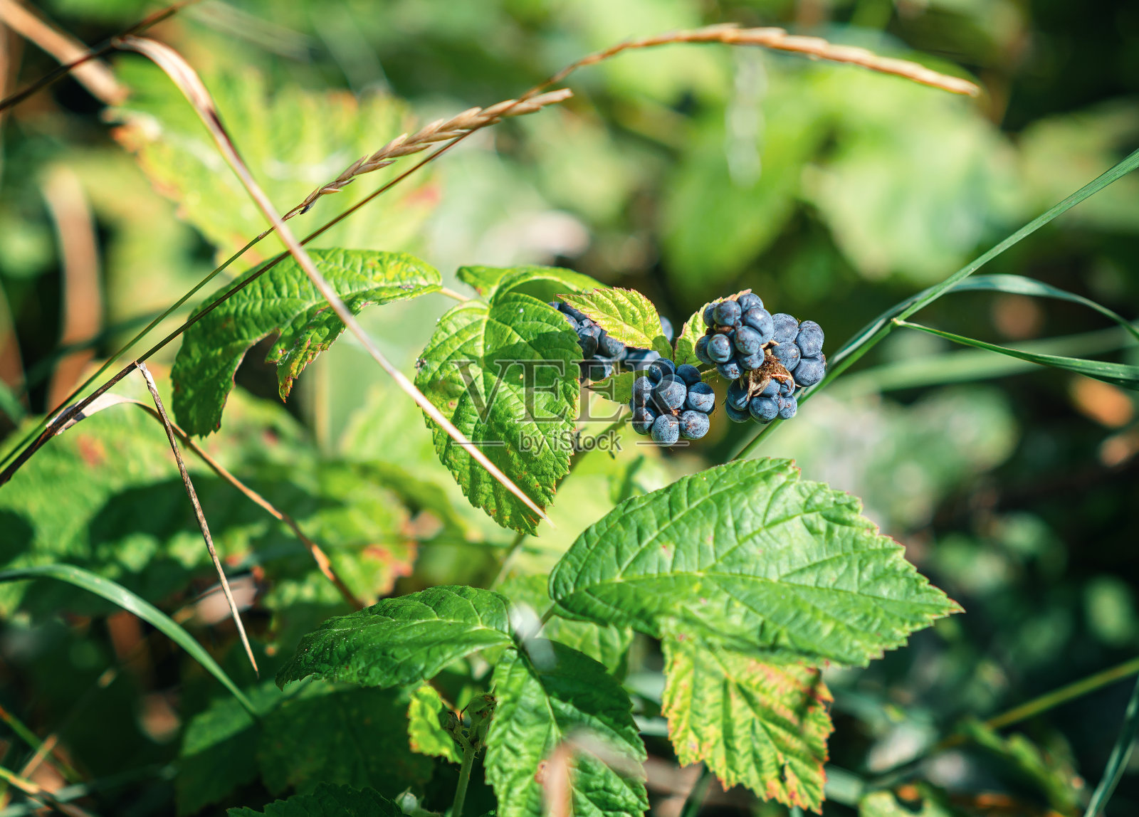 灌木上成熟的黑莓，草丛中有绿色的秋叶。特写镜头。照片摄影图片