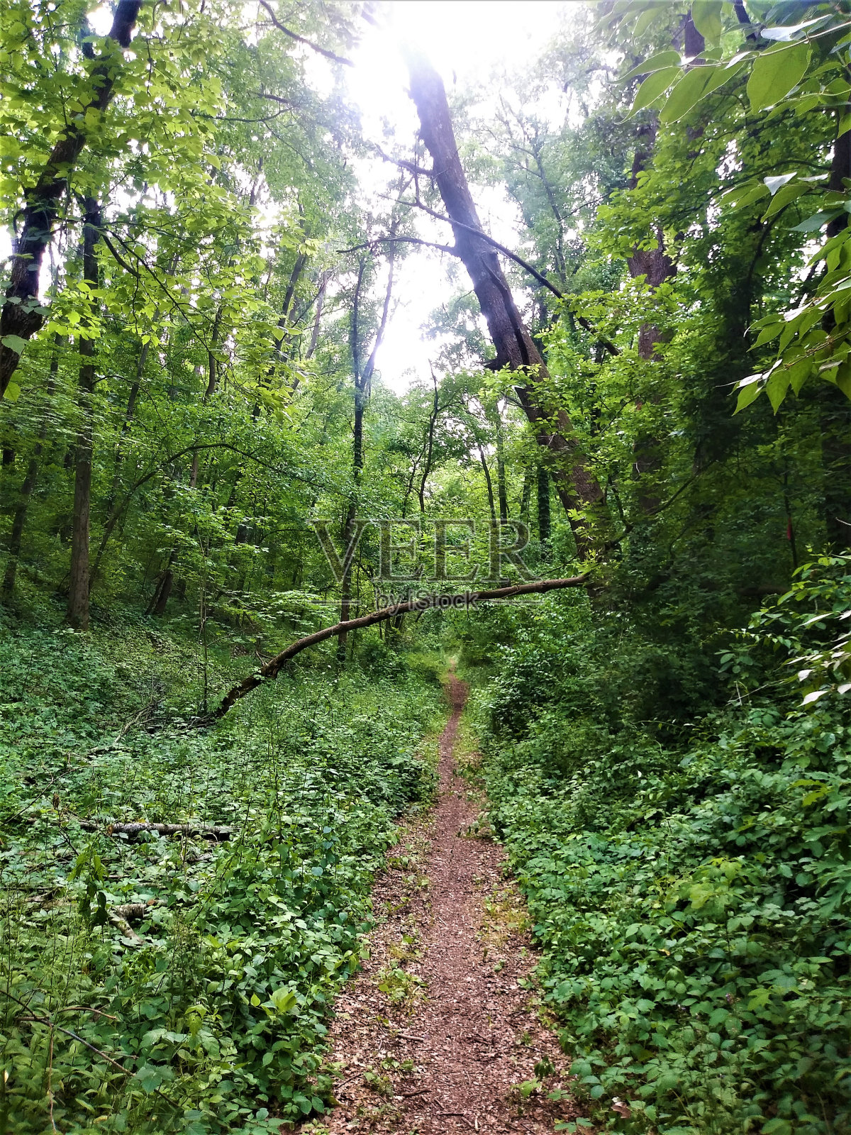 迷失在大自然中照片摄影图片