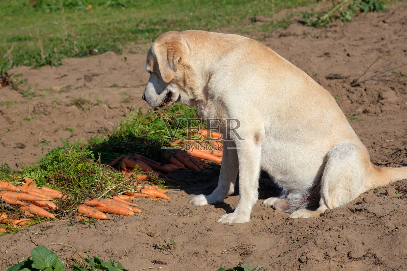 一只年老的拉布拉多猎犬坐在花园里的一根防空壕里的胡萝卜旁边，看着它，等待着吃胡萝卜的许可。丰收的季节。狗的天然健康饮食。照片摄影图片