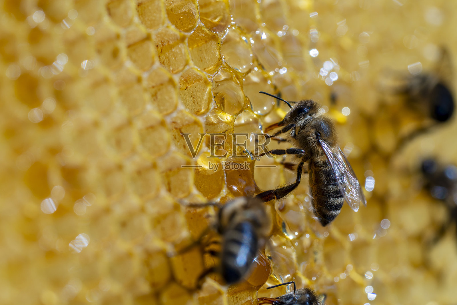 在蜂巢上工作的蜜蜂，特写。蜂房中的一群蜜蜂。农村养蜂。微距镜头用在蜂房里的蜂房里，蜂蜡细胞里有蜂蜜和花粉。蜂窝里的蜂蜜照片摄影图片