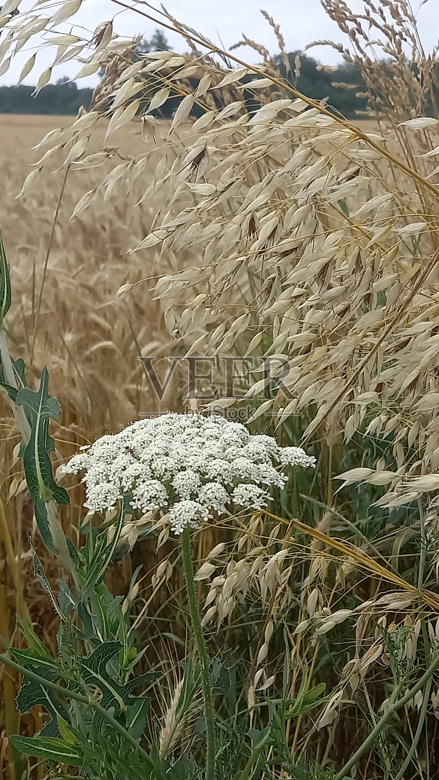 花照片摄影图片