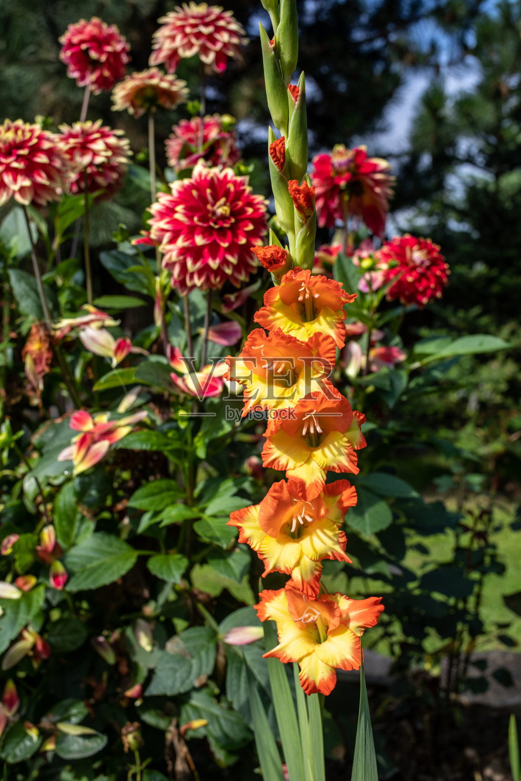 剑兰和牡丹在夏天盛开在花园里照片摄影图片