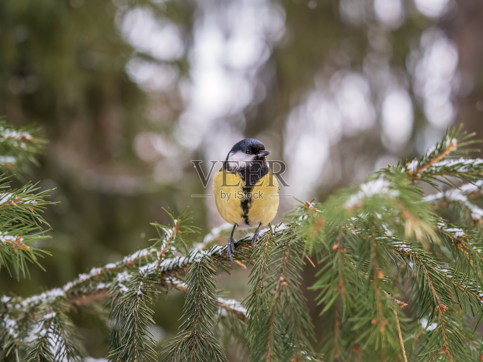 可爱的鸟儿大山雀，在冬天的雪中栖息在杉树枝上的鸣禽照片摄影图片