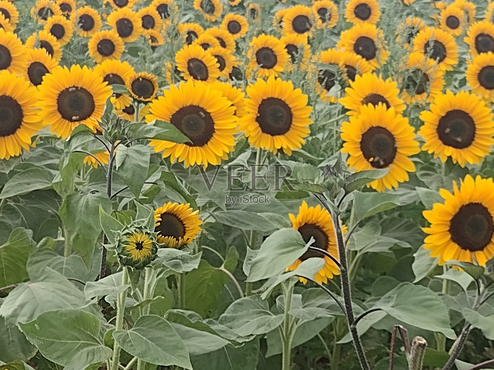 美丽的向日葵田照片摄影图片