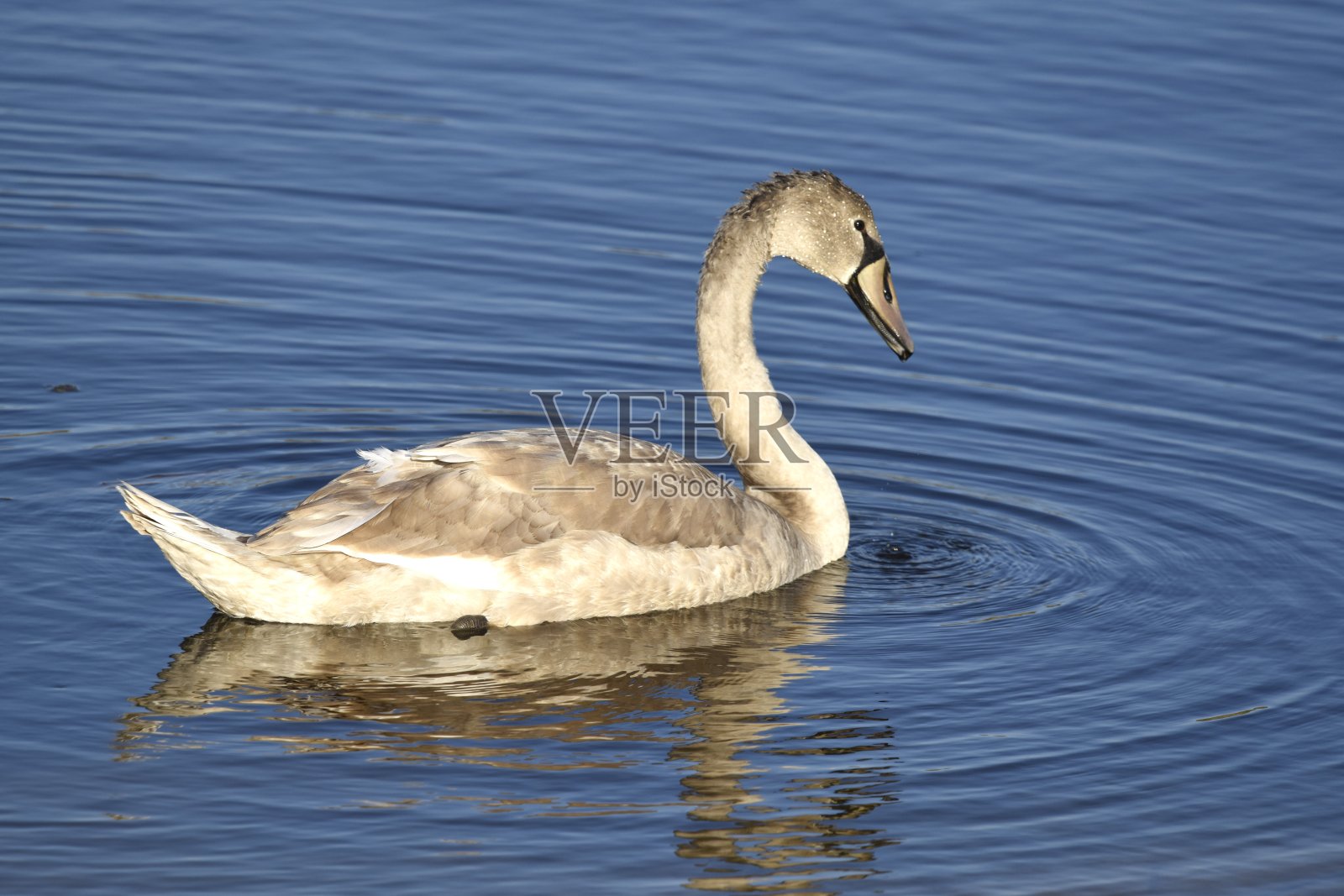 幼年疣鼻天鹅照片摄影图片