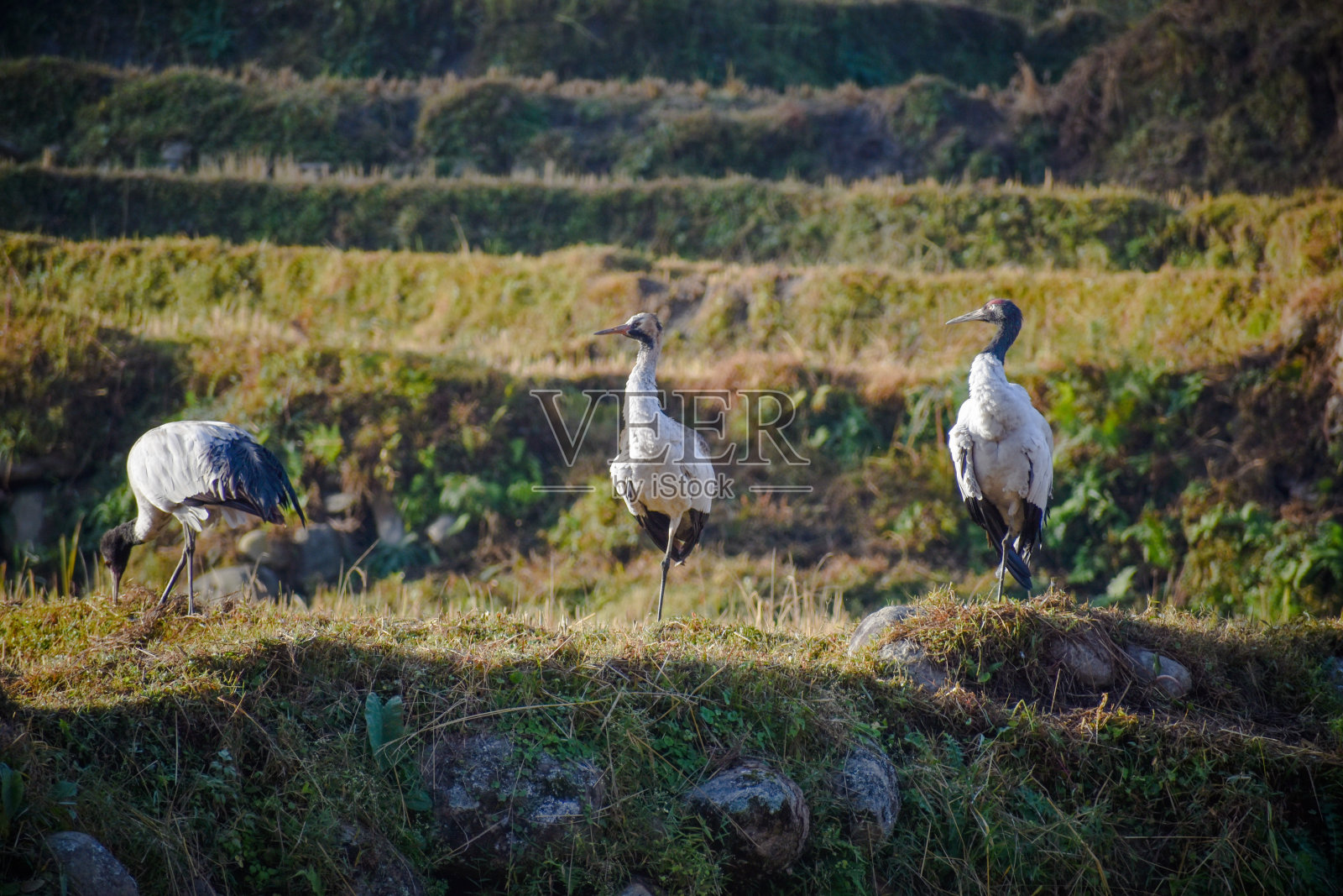 黑颈鹤照片摄影图片