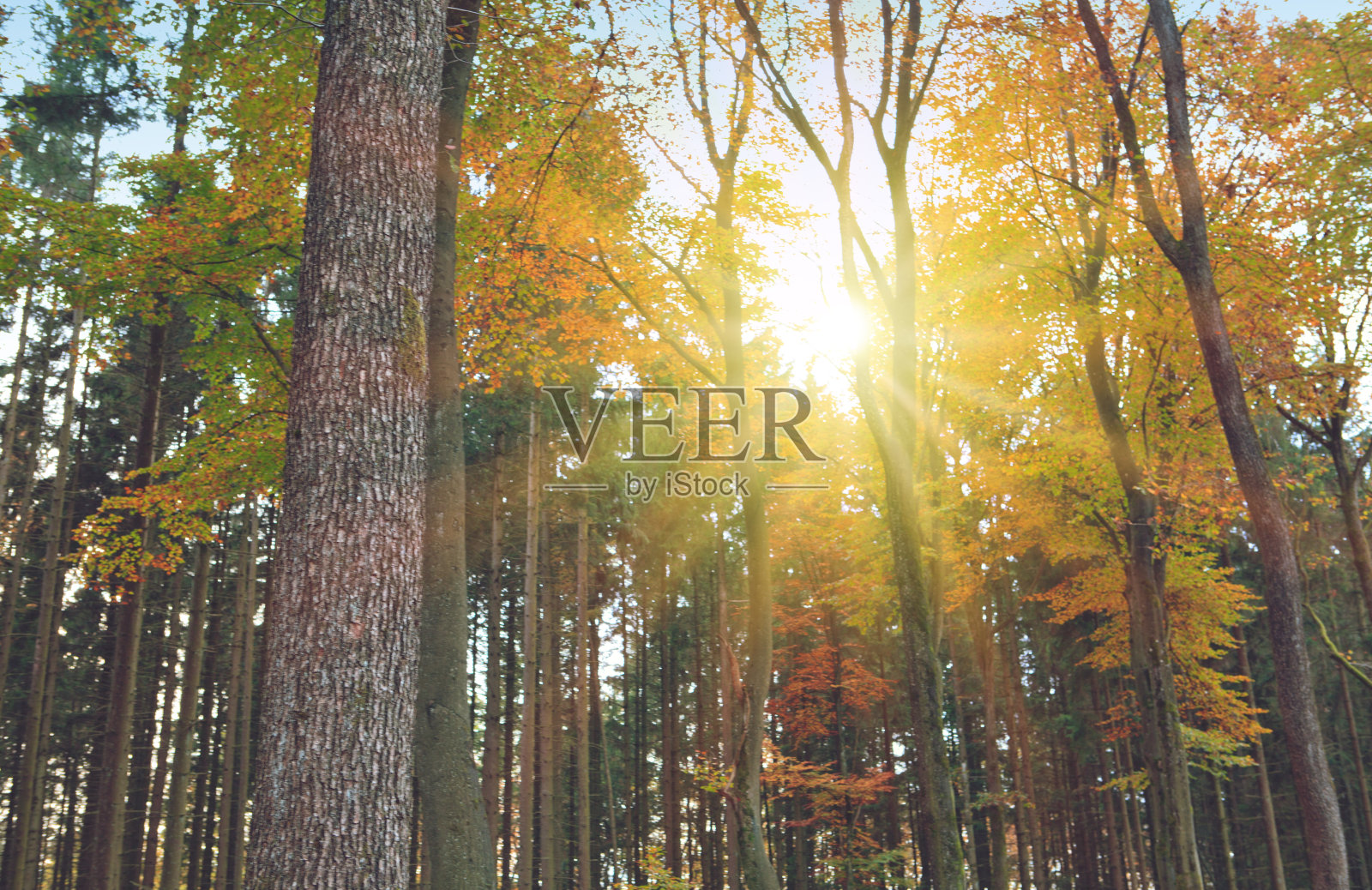 秋天的森林，明亮的阳光透过树木照射。照片摄影图片