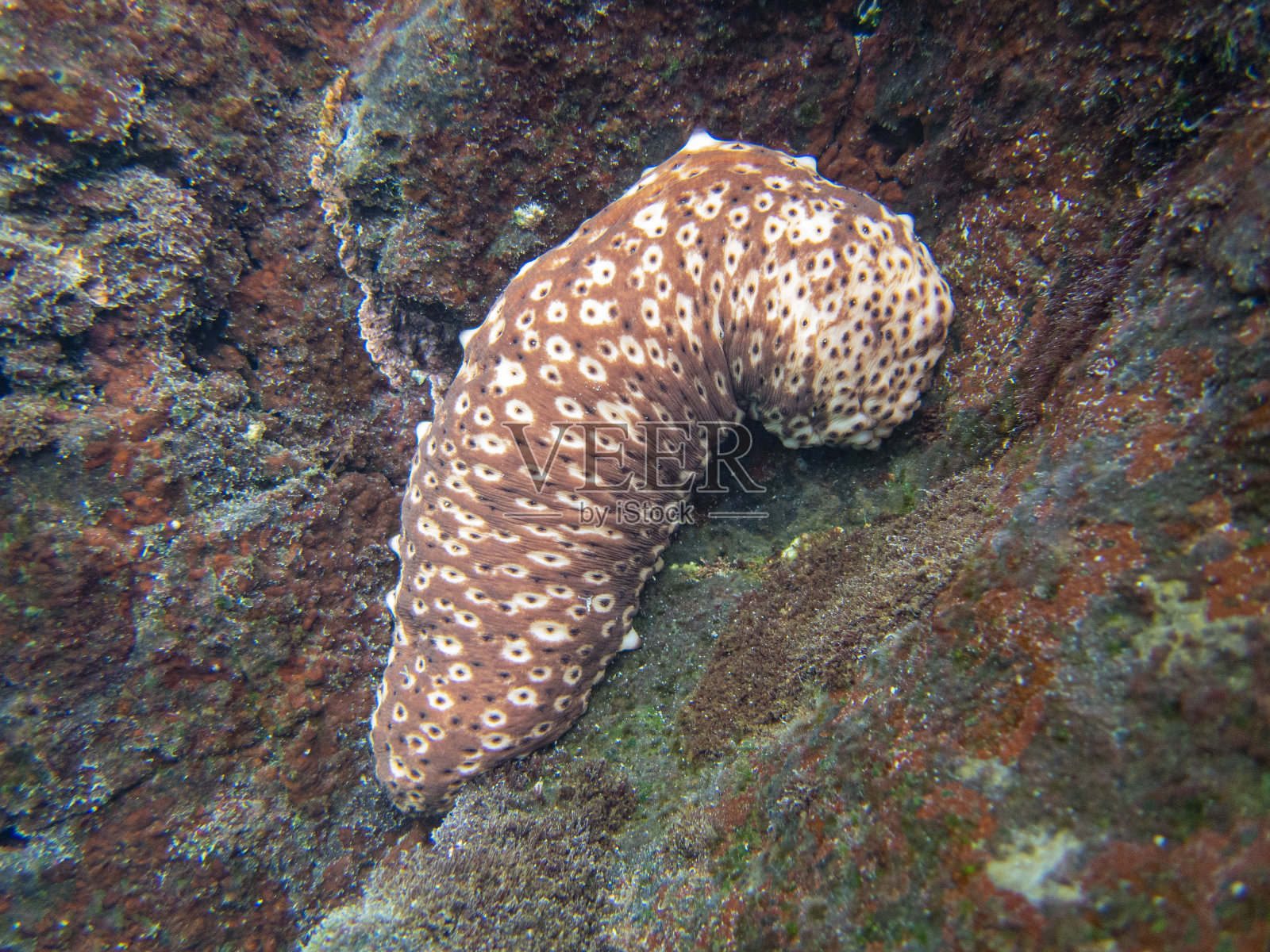 圣Holothuria sanctori - Playa de los canajos，拉帕尔马。加那利群岛的水下海洋生物。照片摄影图片