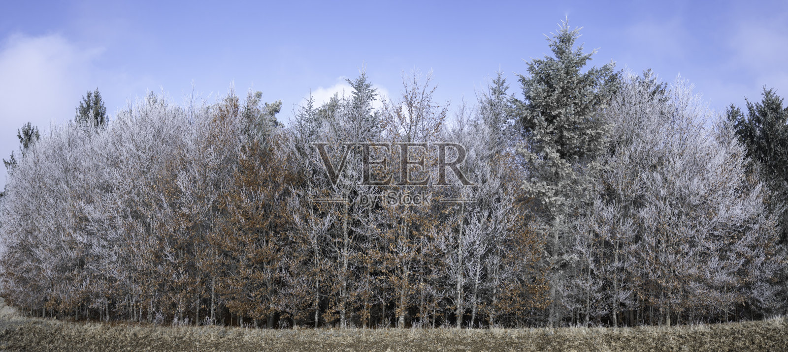 被白霜覆盖的树木照片摄影图片