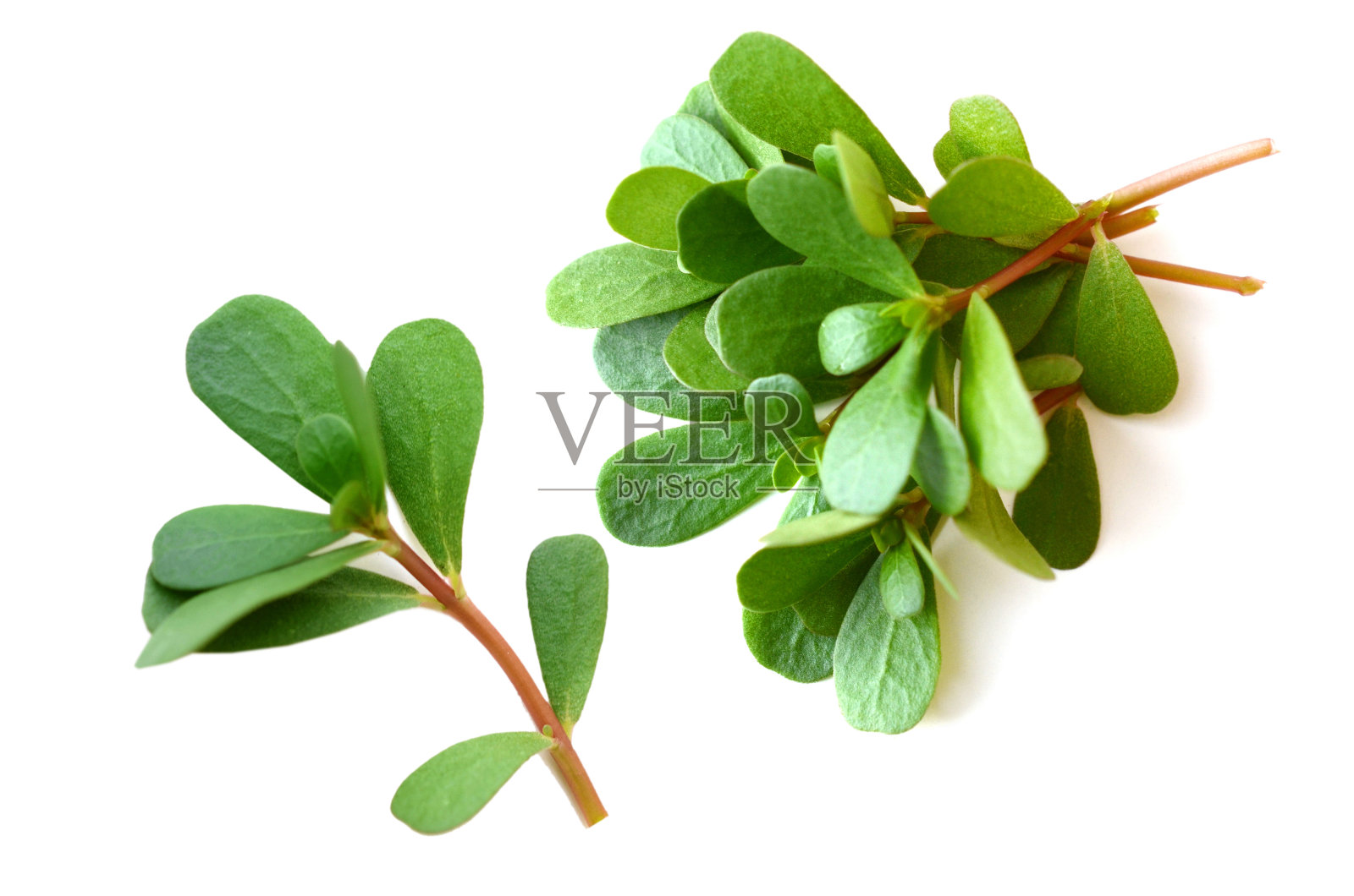 一束马齿苋照片摄影图片