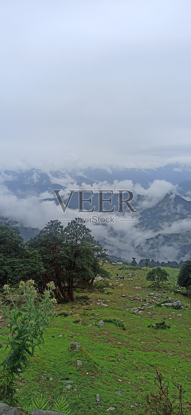 翠绿的高度照片摄影图片