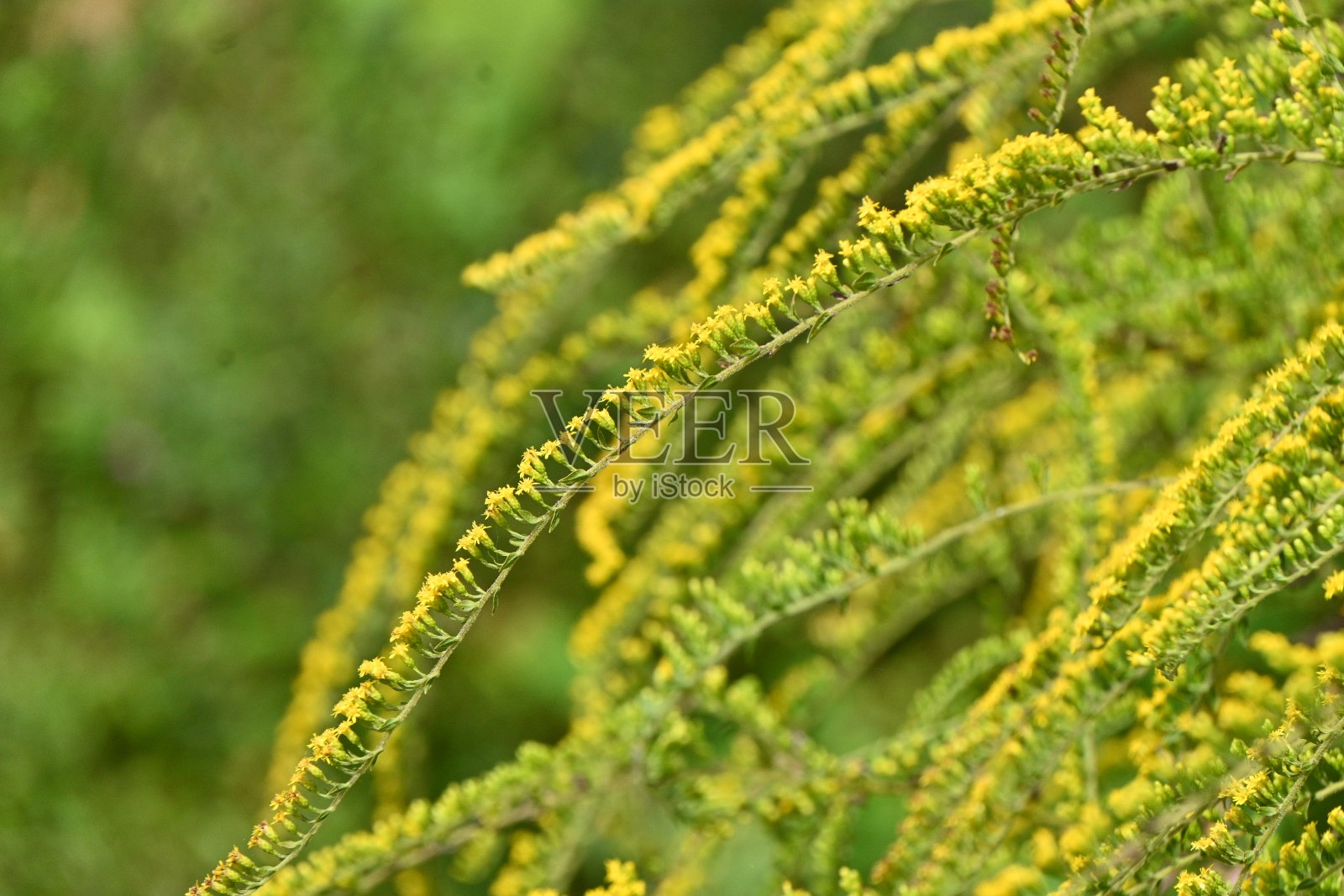 “烟花”花。原产于北美的多年生菊科植物。照片摄影图片