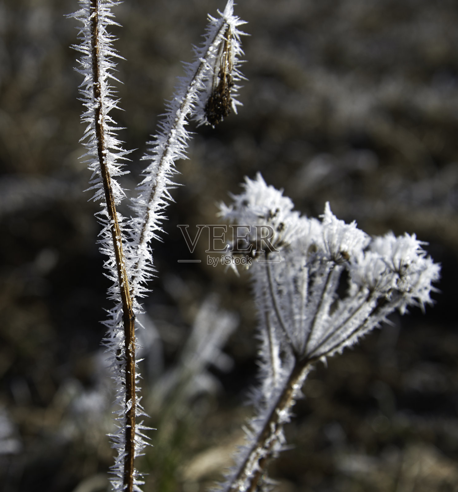 被冰晶覆盖的植物特写照片摄影图片