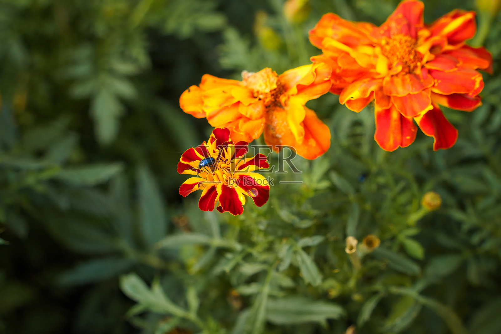 红色和黄色的万寿菊花与黑色甲虫照片摄影图片