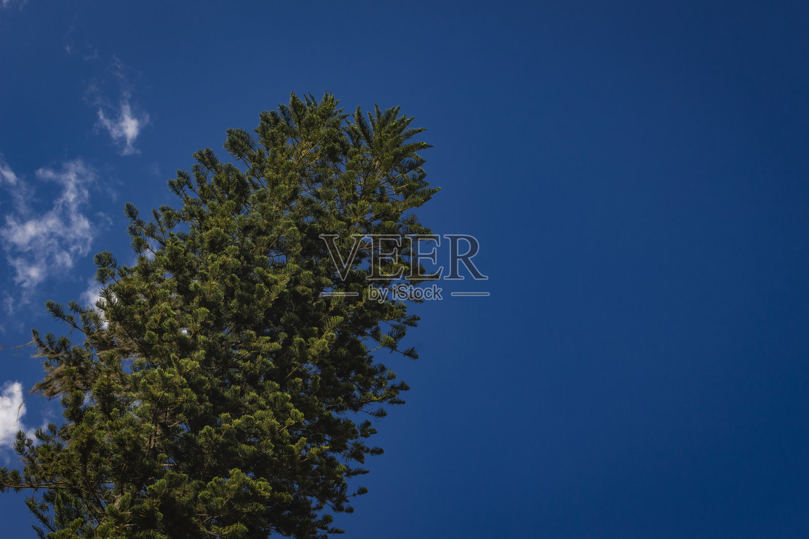 松树向上望，白云缭绕照片摄影图片