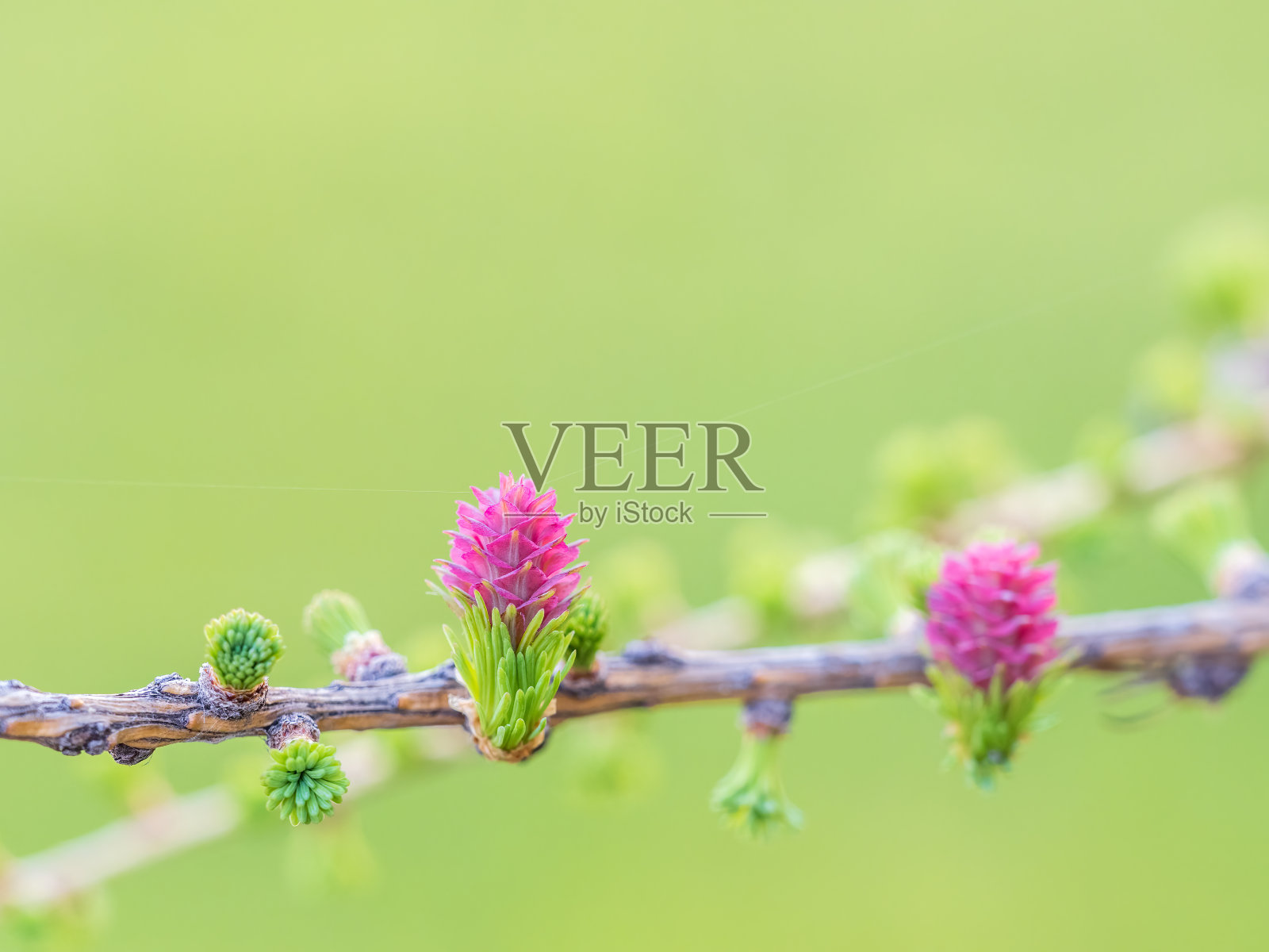 在大自然的背景下，落叶松树新鲜的粉红色球果在春天开花照片摄影图片