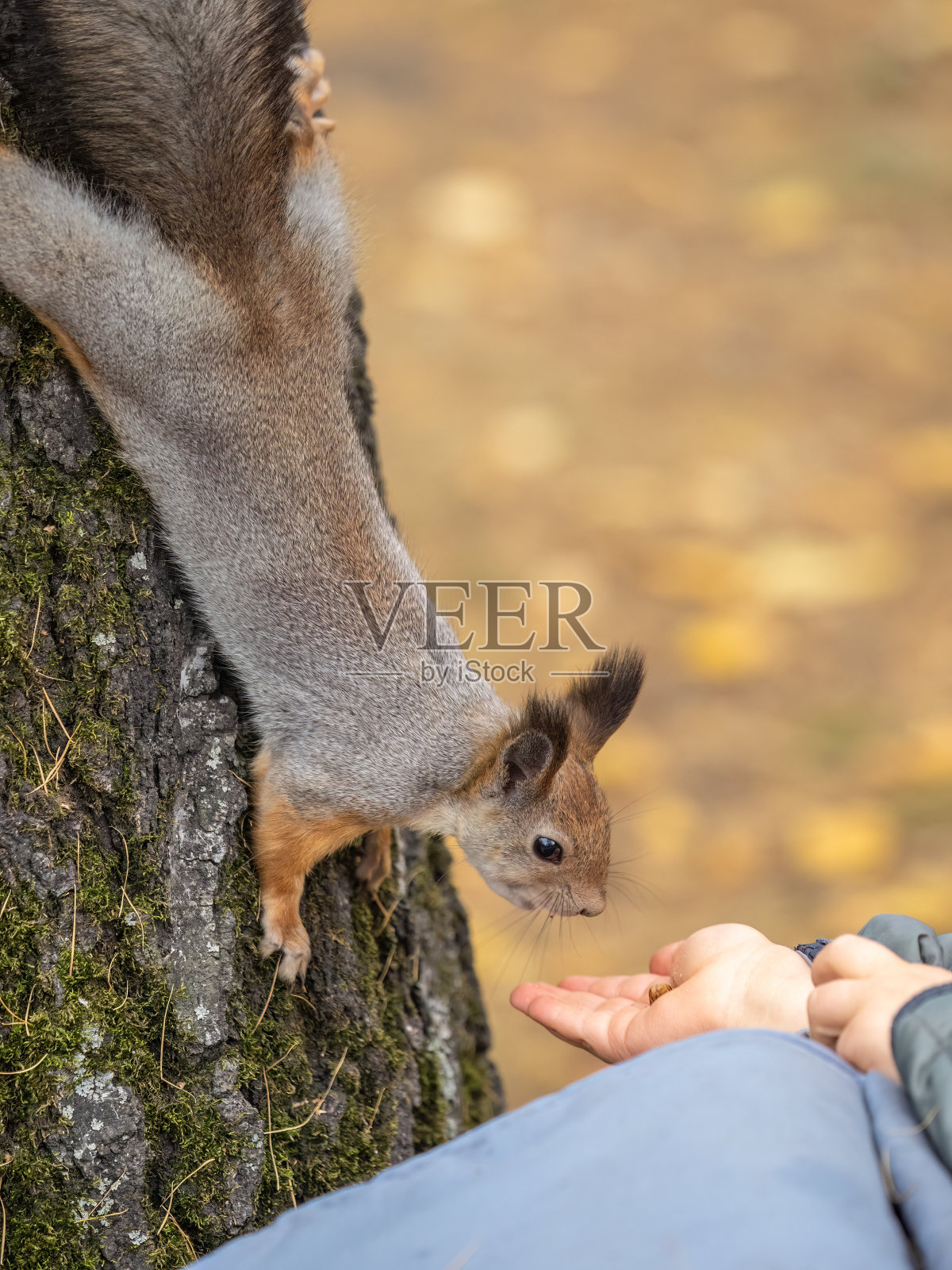 男孩用树林里一只手的坚果喂松鼠照片摄影图片