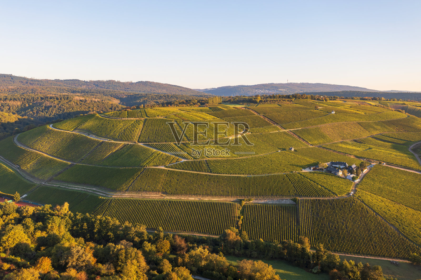 德国埃尔特维尔(Eltville)附近的葡萄园照片摄影图片