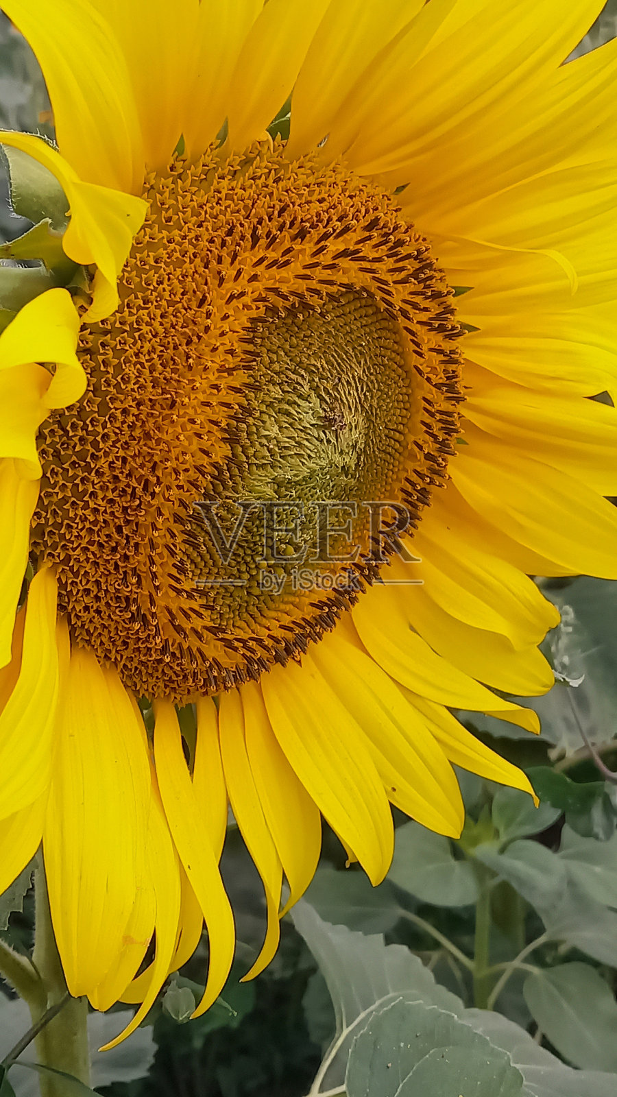 花照片摄影图片