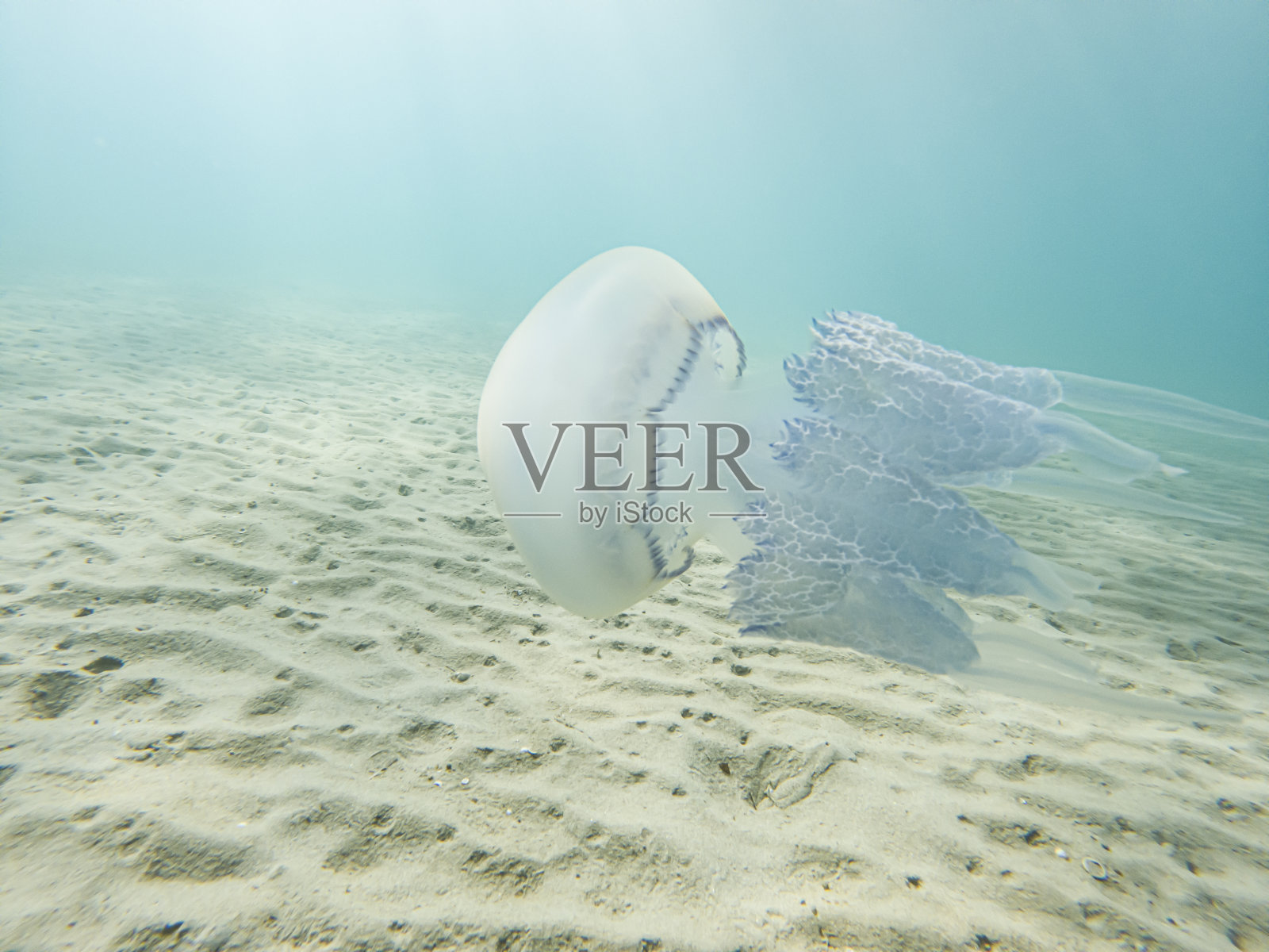 海里的水母照片摄影图片