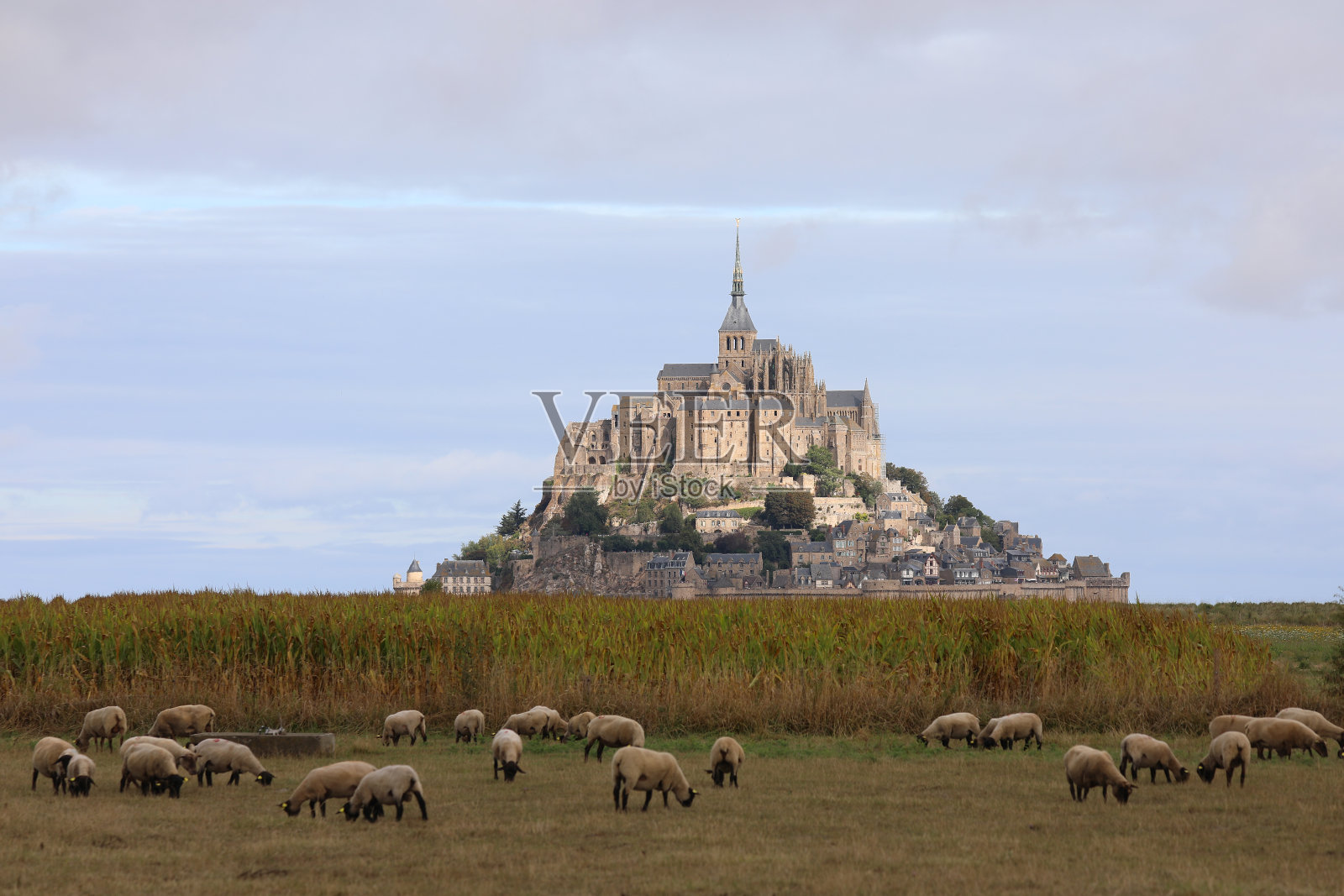 圣米歇尔山修道院和成群的萨福克羊照片摄影图片