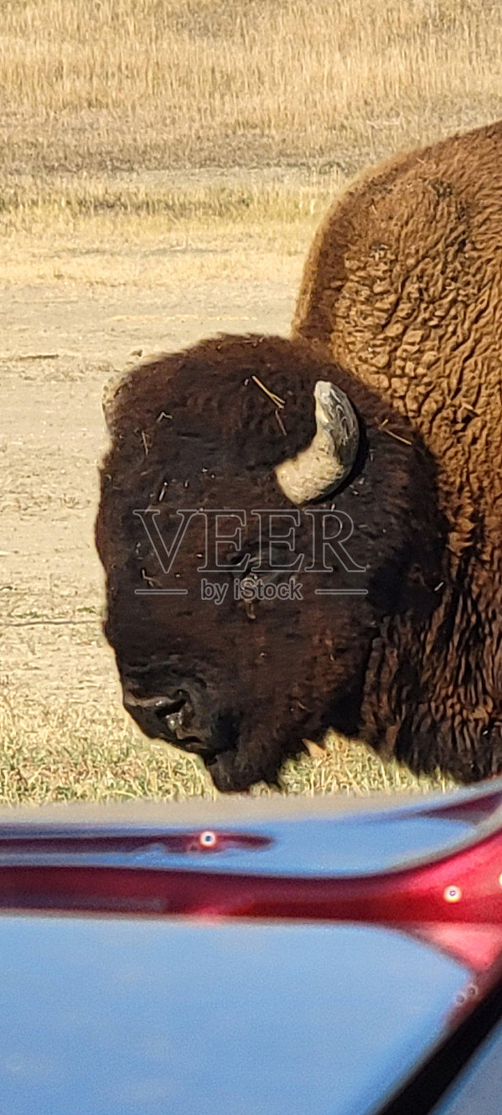 水牛照片摄影图片