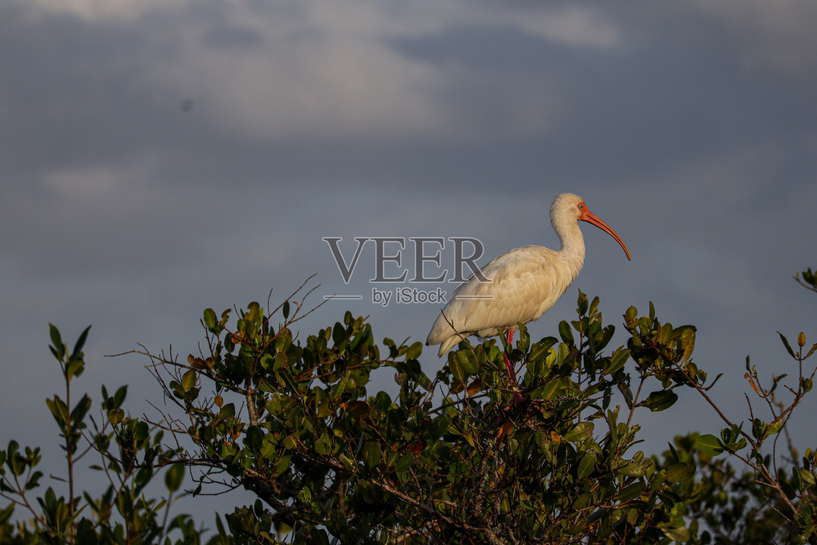 宜必思照片摄影图片