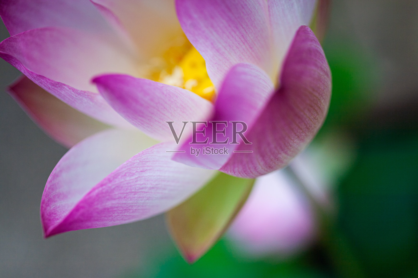 荷花(莲花)照片摄影图片