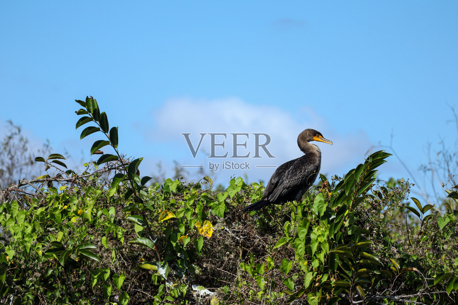 贪婪的人照片摄影图片