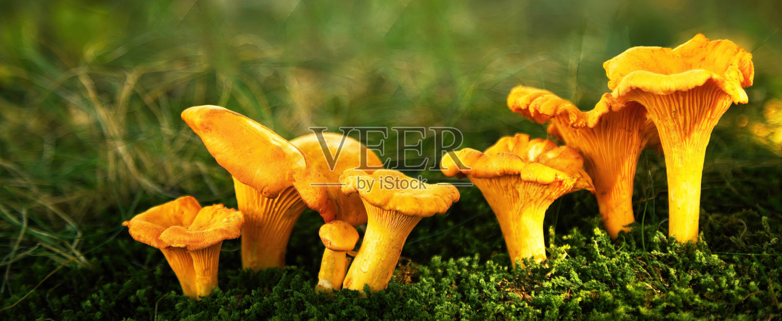 森林里的鸡油菌。可食用的蘑菇。照片摄影图片