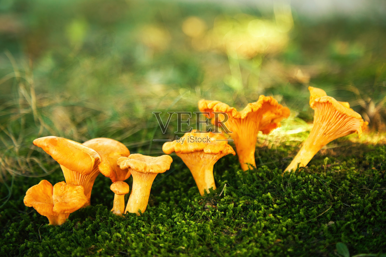 森林里的鸡油菌。可食用的蘑菇。照片摄影图片