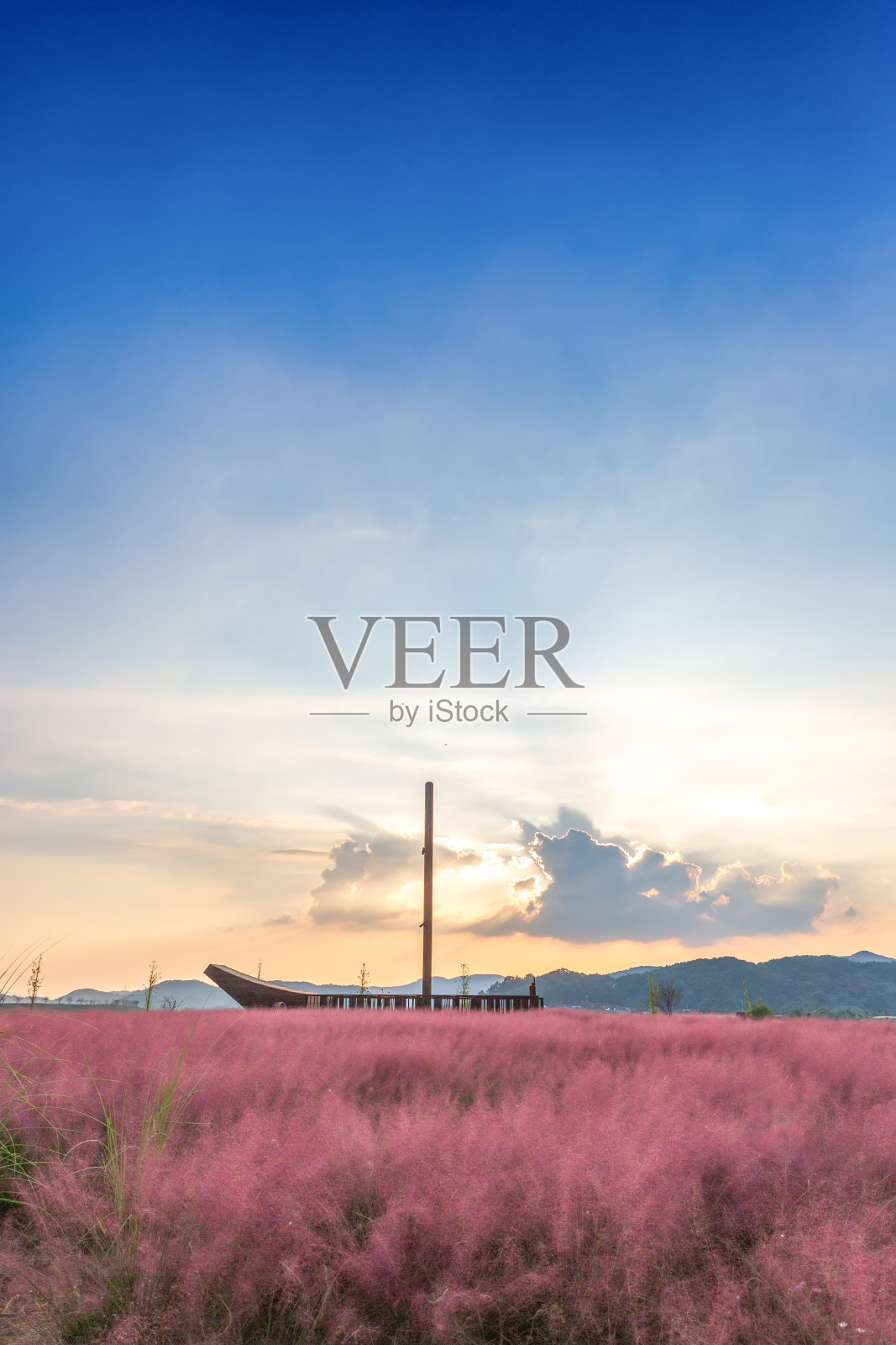 秋日的田野上开满了粉红色的花照片摄影图片