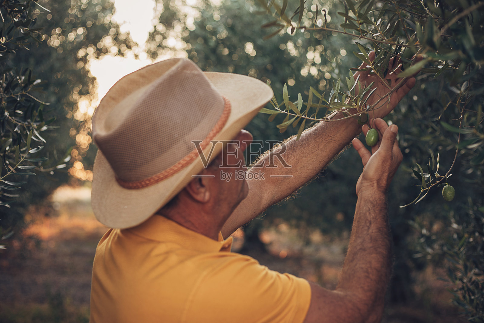 一位上了年纪的农民手里拿着橄榄照片摄影图片