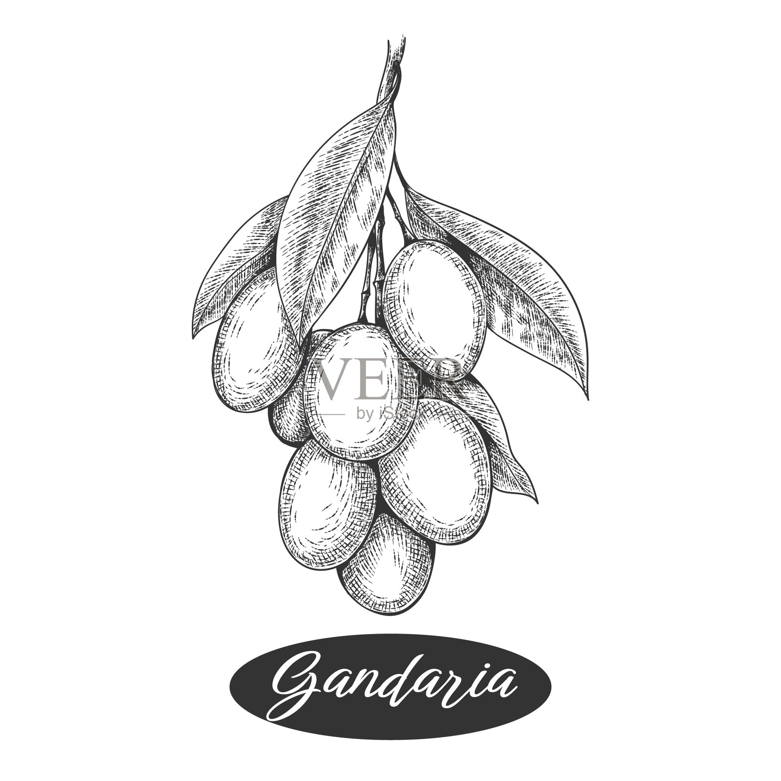 甘达利亚复古雕刻插画图片素材