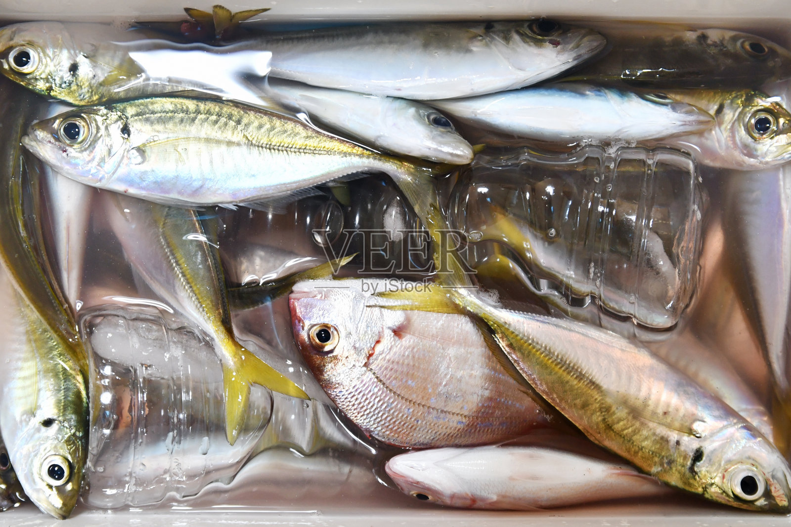 冷藏箱鱼照片摄影图片